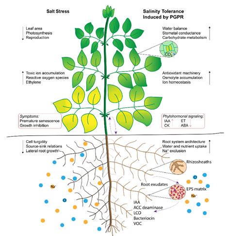 Figure 1 from Plant Growth Promoting Rhizobacteria in Amelioration of Salinity Stress: A Systems ...