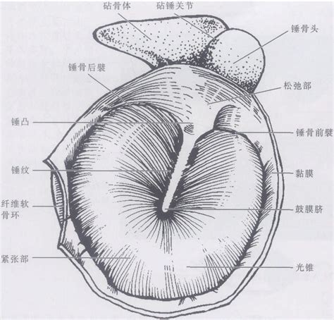 图4-2-3 鼓膜-人体解剖学与组织生理病理学-医学