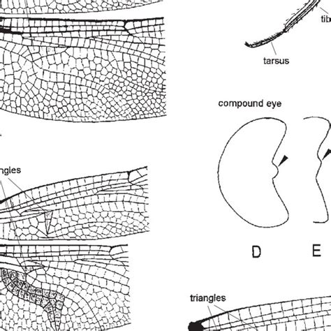 Anisoptera larvae. A-Gomphidae: Megalogomphus sp.; B-Gomphidae:... | Download Scientific Diagram