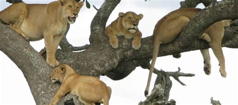 Tree climbing lions in Lake Manyara national park | Lake Manyara Safari