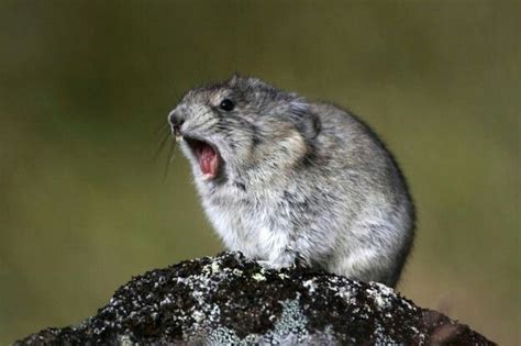 Silver pika - Google Search | Dangerous animals, Animals, Animals wild