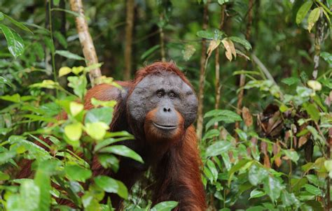 PIONEERING ORANG-UTAN GENETICS PROJECT COMES TO THE WNPRC – Wisconsin National Primate Research ...