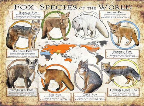 Fox Species of the World Poster Print - Etsy