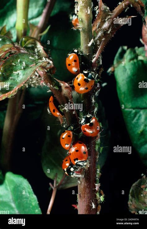 Ladybirds eating aphids. Seven-spot ladybird beetle Coccinella ...