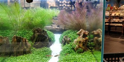 Saw this fishtank in Japan, can anyone tell me the plants used? Such a ...