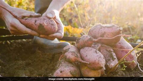 Early Humans Began Cooking And Eating Starchy Plant Tubers 120,000 Years Ago: Study - NDTV Food