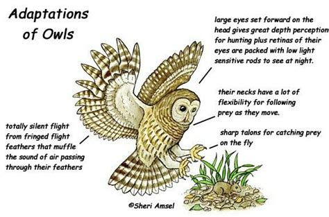 Adaptations of Owls | Food web, Animal adaptations, Owl