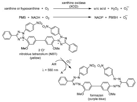 Scheme 4. Reaction scheme involved in superoxide radical anion... | Download Scientific Diagram