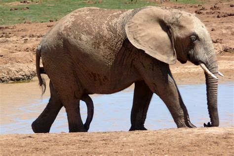 Jim And Connie in South Africa: Addo National Elephant Park