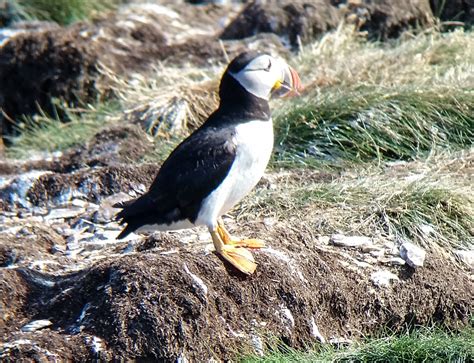 Puffins of Newfoundland (August, 2018)