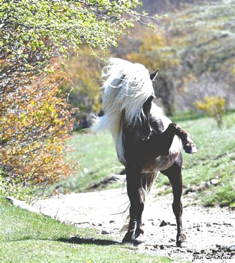 Born Free- the wild ponies of Grayson Highlands - jantrabuephotography.com