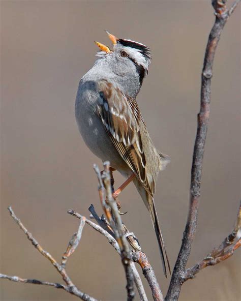 Passerines (U.S. National Park Service)