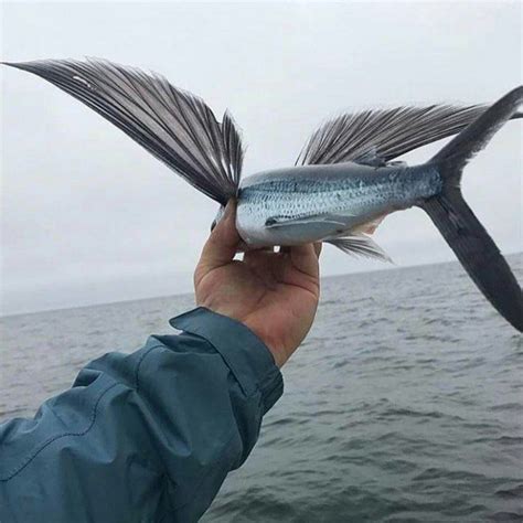 This is what a Flying Fish looks like up close : interestingasfuck