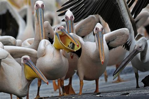 Israeli fish farmers give peckish pelicans free lunch