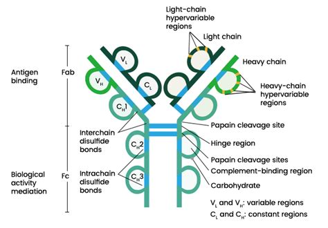 Immunoglobulin: Introduction, Structure and function - Microbiology Notes