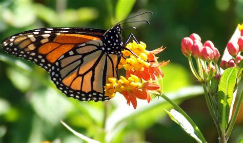 Corki Ultimate: Monarch Butterfly Garden Flowers - My Tips For Easy Summer Flowers in the Garden ...