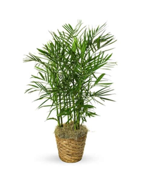 Plant Care - Bamboo Palm