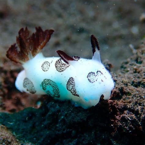 @oceana posted on their Instagram profile: “Meet the sea bunny! 🐇 This nudibranch has rabbit ...