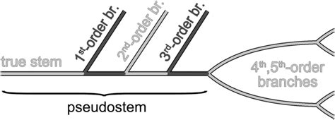 Diagram of the pseudostem. The so-called “stem” in some works is an ...