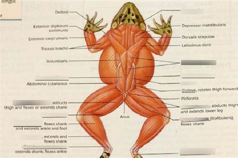 Frog muscles 2 Diagram | Quizlet