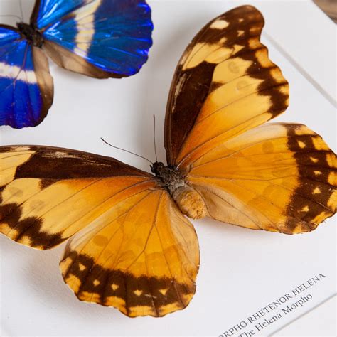 Helena Morpho Butterfly Male & Female Pair In Box Frame (Morpho rhetenor helena)