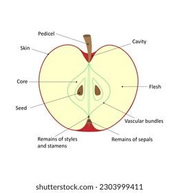 Labelled Diagram Apple Longitudinal Section Apple Stock Vector (Royalty ...