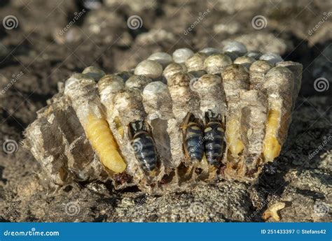 Wasp Nest Cross Section. Vespula Germanica Vespiary Close Up Stock ...