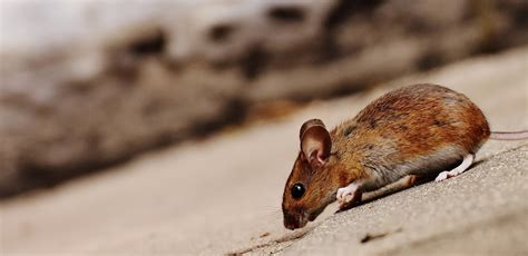 5 Serious Diseases Spread by Rodents | A-Alert Exterminating