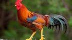 100+ Brown Chicken Names - Choose the Perfect Name for Your Flock