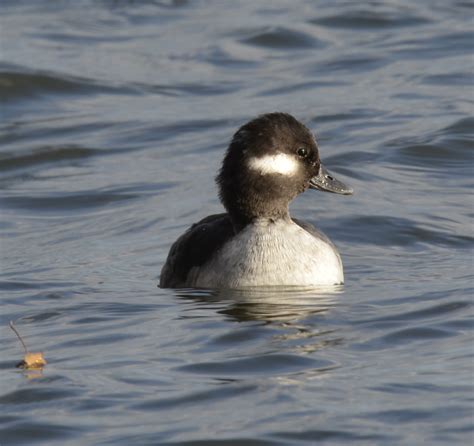 Why Are All Those Ducks Gathered Around that Trumpeter Swan at the LaSalle Park Marina ...