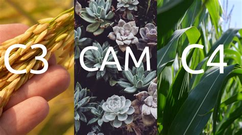 C3, C4 and CAM Photosynthesis [Difference Explained]