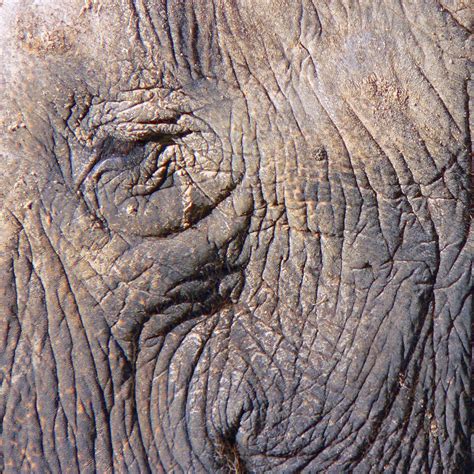 Free Elephant's eye Stock Photo - FreeImages.com