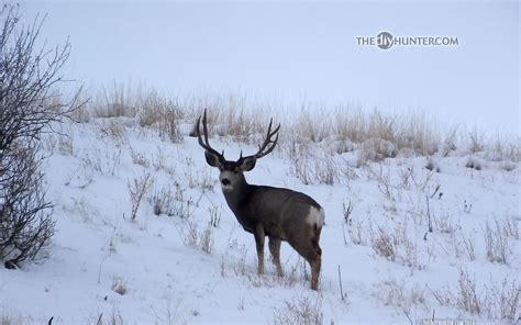 Whitetail Deer Wallpaper Screensaver (47+ images)