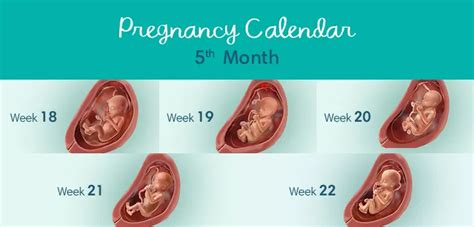 5 Months Pregnant: Symptoms and Foetal Development | Pampers UK