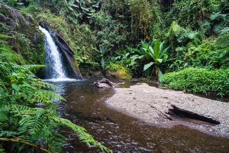 Castle Forest Lodge, Mount Kenya • Elephant Grass Supply