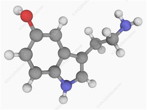 Serotonin molecule - Stock Image - F004/6633 - Science Photo Library