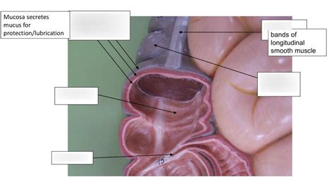 colon anatomy Diagram | Quizlet