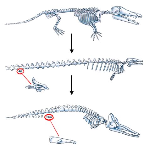 Vestigial Structures - Evolution project