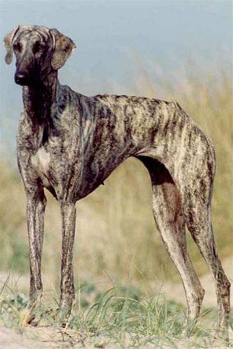 Sloughi - Temperament, Lifespan, Shedding, Puppy