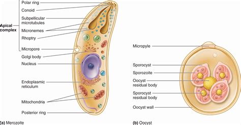 51 Apicomplexa and Microsporidia | Basicmedical Key