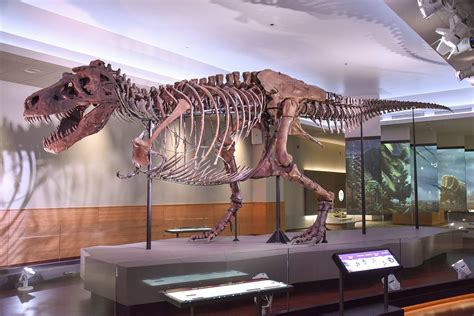Was Spinosaurus Bigger Than T-Rex? - FossilEra.com