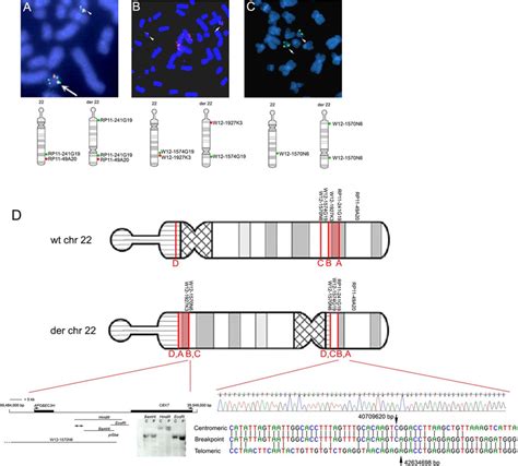 Structure of the chromosome 22 rearrangement deduced from fluorescence... | Download Scientific ...