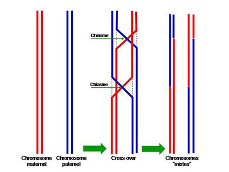 Metaphase I in Meiosis I | Overview & Stages - Video & Lesson Transcript | Study.com