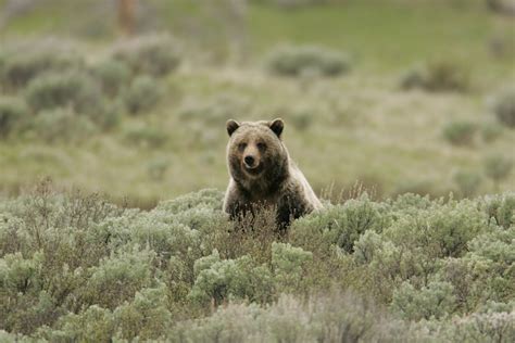 The Yellowstone Grizzly: No Longer 'Threatened,' But Still At Risk? | On Point