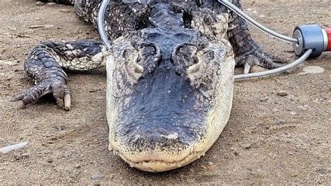 Alligator kills 85-year-old woman in Florida - BBC News