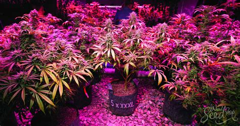 5 Ways to Increase your Yields - WeedSeedShop