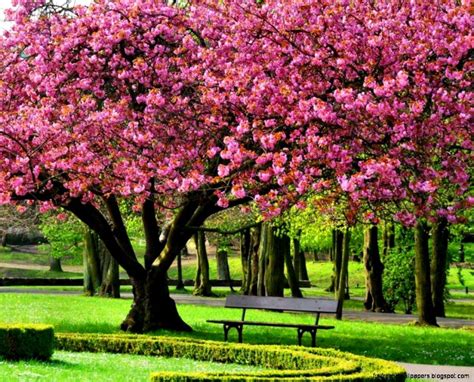 Spring Trees Wallpapers - Top Free Spring Trees Backgrounds ...