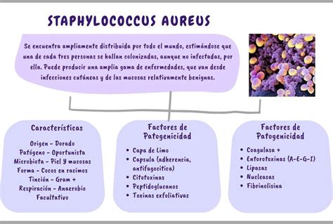 Staphylococcus Aureus | Flor Salguero | uDocz