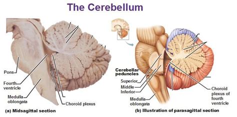 cerebellar peduncles - Google Search | Cerebellum anatomy, Brain system, Brain anatomy