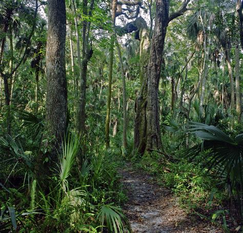 Path Through The Oaks. Highlands Hammock. Photograph by Chris Kusik ...